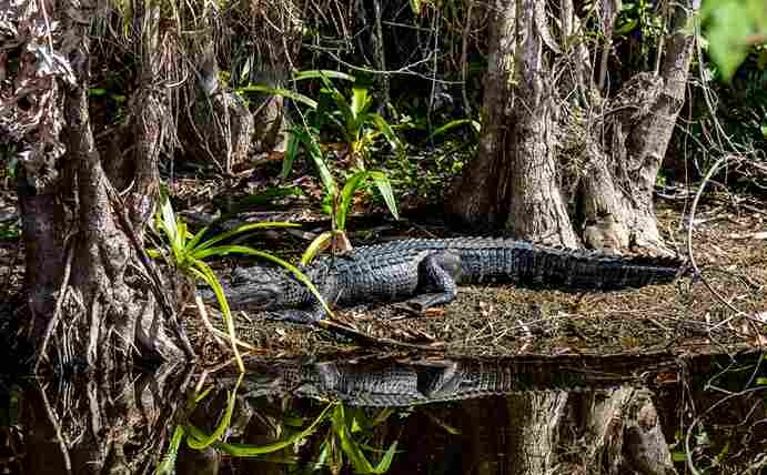 Do Alligators Have Predators | Swamp Fever Airboat Adventures