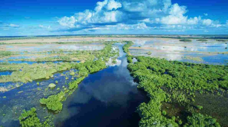 Swamps in Florida | Swamp Fever Airboat Adventures
