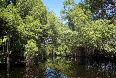 Florida Swamp Trees | Swamp Fever Airboat Adventures