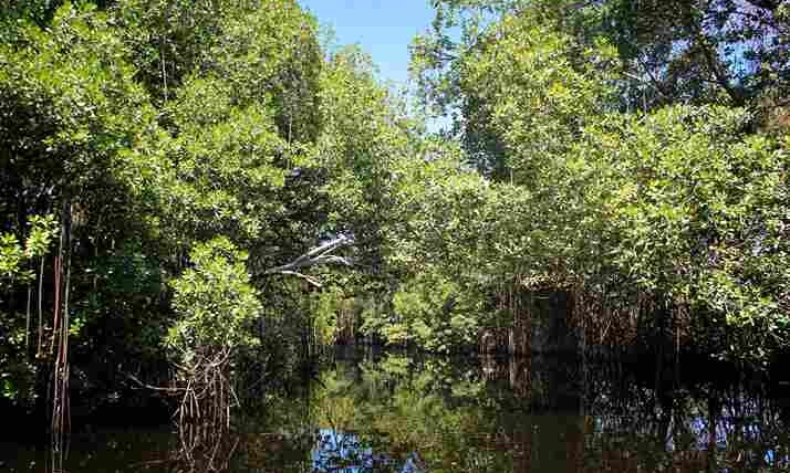 Florida Swamp Trees | Swamp Fever Airboat Adventures