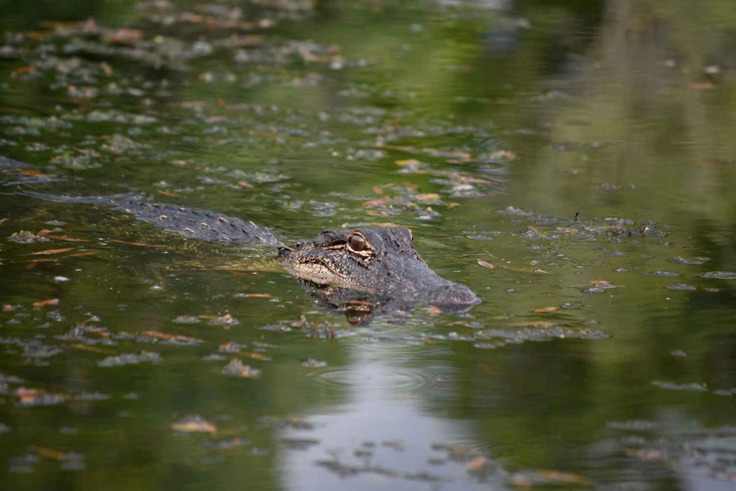 Do Alligators Live In Swamps Swamp Fever