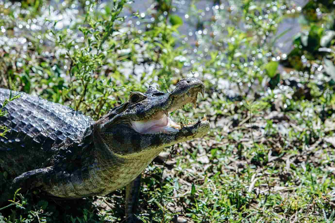 Where Do Alligators Live In The US Swamp Fever
