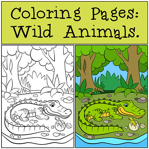 Coloring Pages Wild Animals