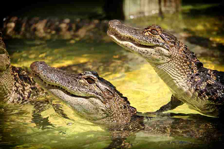 What Is an Alligator | Swamp Fever Airboat Adventures