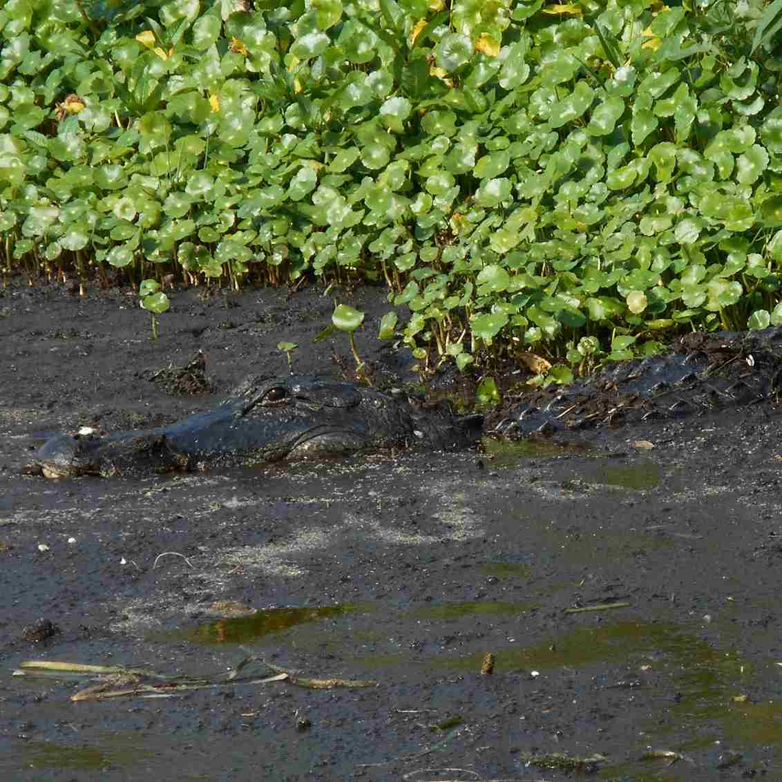 Where Are Alligators Found Around The World - Swamp Fever Airboat Adventures