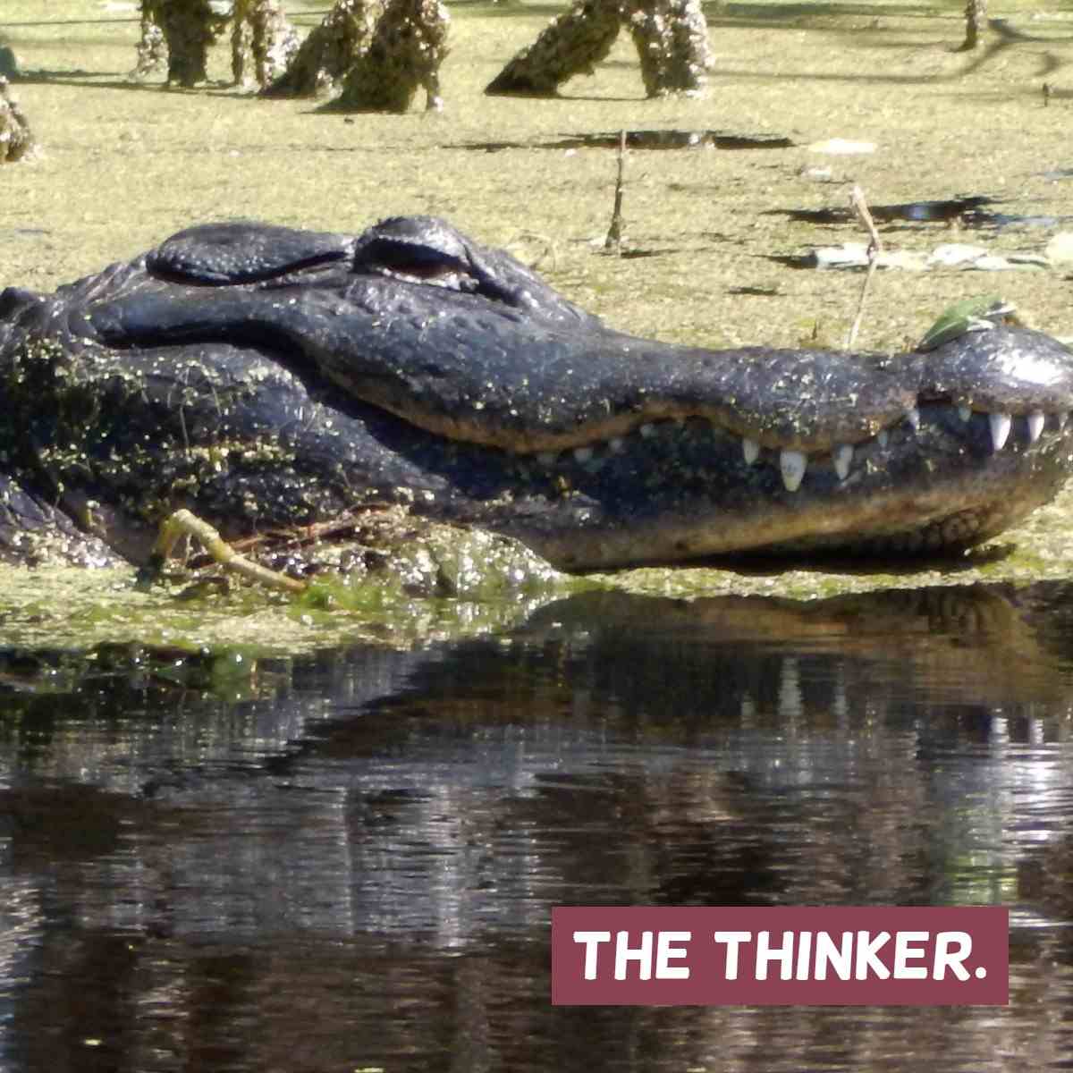 Alligator Teeth - Swamp Fever Airboat Adventures