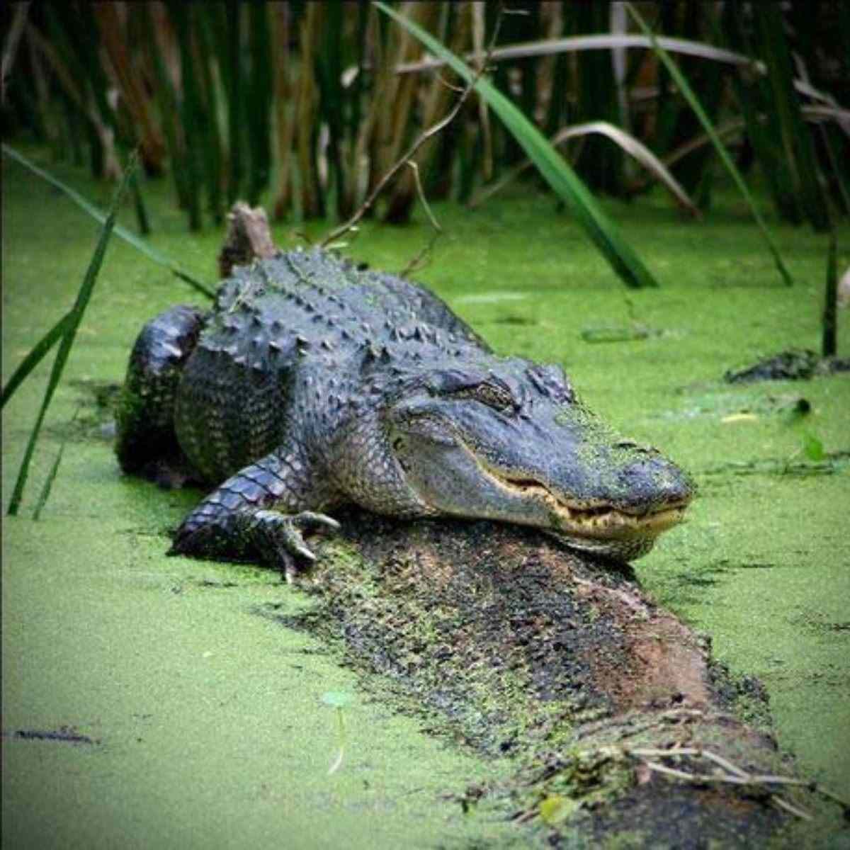 Why Is An Alligator A Reptile - Swamp Fever Airboat Adventures