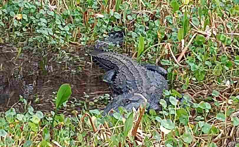 What Color Is An Alligator | Swamp Fever Airboat Adventures