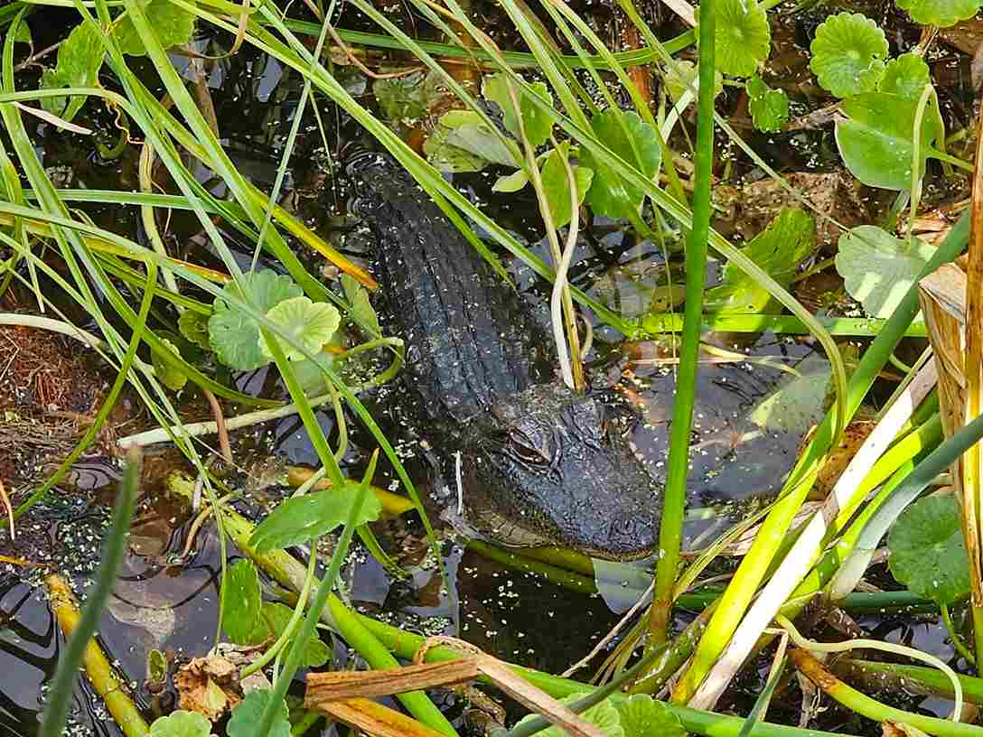 Differences Between Crocodiles And Alligators - Swamp Fever Airboat Adventures