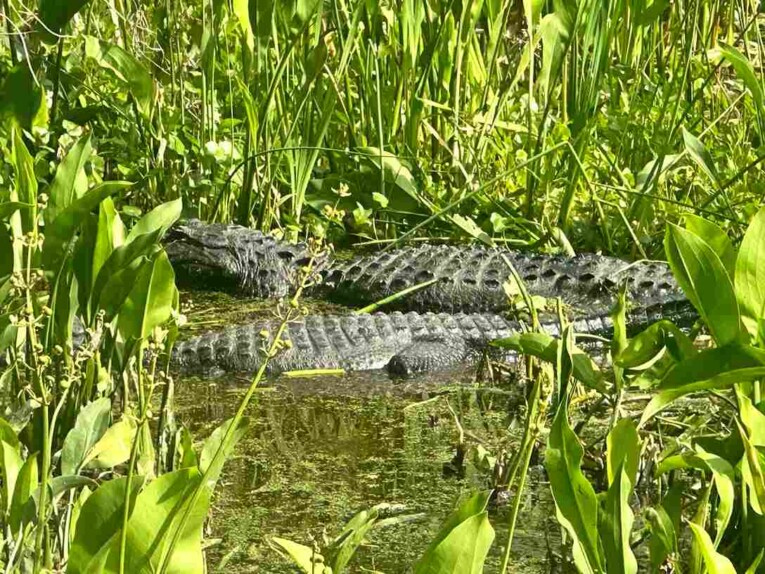 Do Alligators Make Noise | Swamp Fever Airboat Adventures