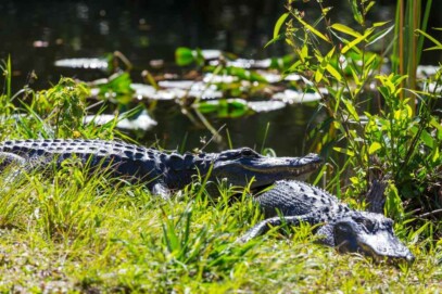 How Long Have Alligators Been Around Swamp Fever