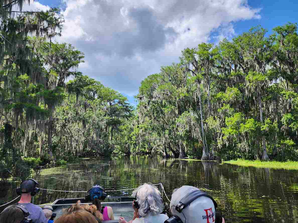 Where Do American Alligators Live - Swamp Fever Airboat Adventures