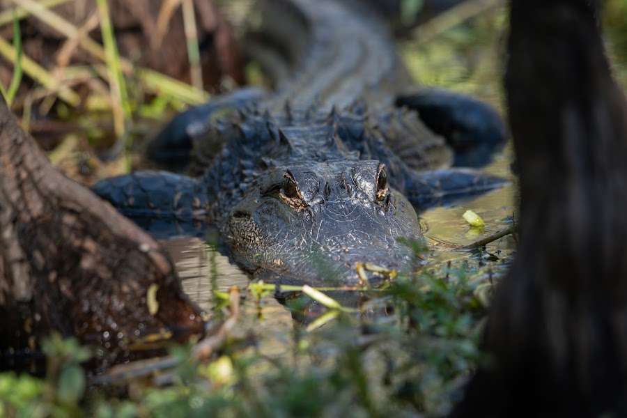 What Are The 3 Types Of Alligators - Swamp Fever Airboat Adventures