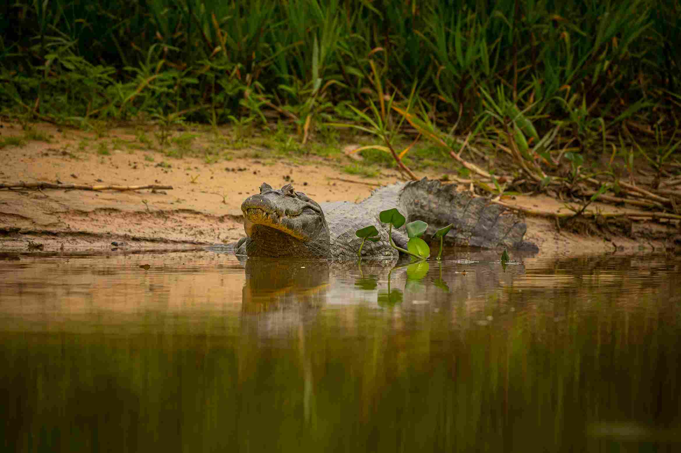 How Big Is A Full Grown Alligator - Swamp Fever Airboat Adventures