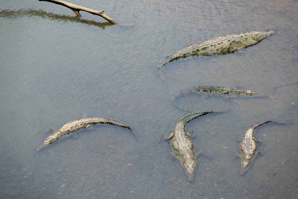What Are The 3 Types Of Alligators Swamp Fever Adventures | Swamp Fever