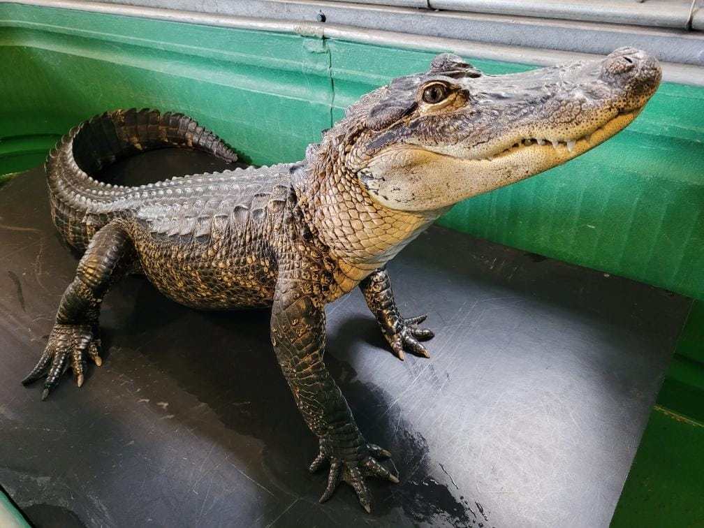 Can Alligators Be 20 Feet Long - Swamp Fever Airboat Adventures