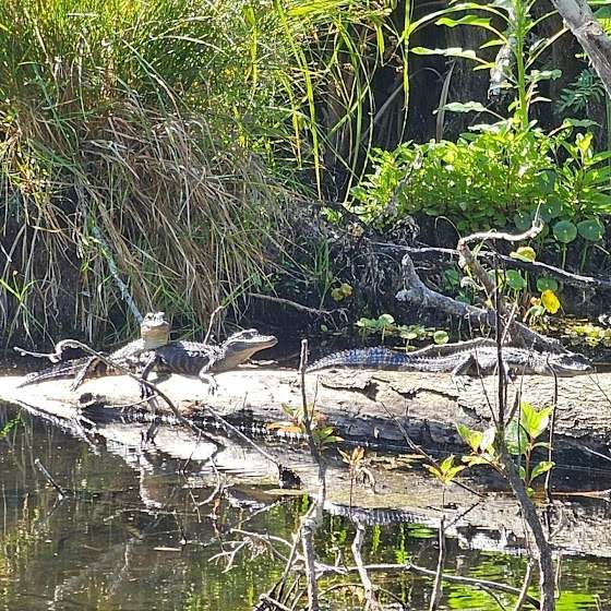 What Is A Small Alligator Called - Swamp Fever Airboat Adventures