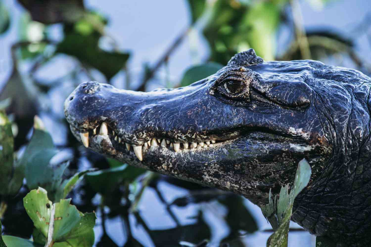 What Is A Small Alligator Called - Swamp Fever Airboat Adventures