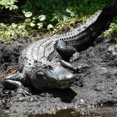 How Fast Can Alligators Run Compared To Other Predators