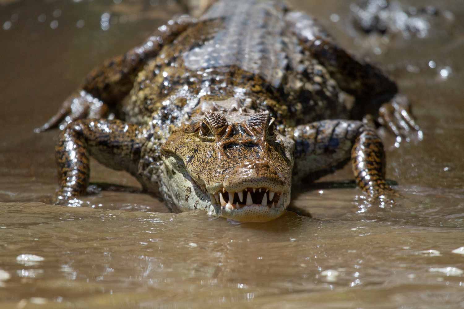 How Fast Can Alligators Run - Swamp Fever Airboat Adventures