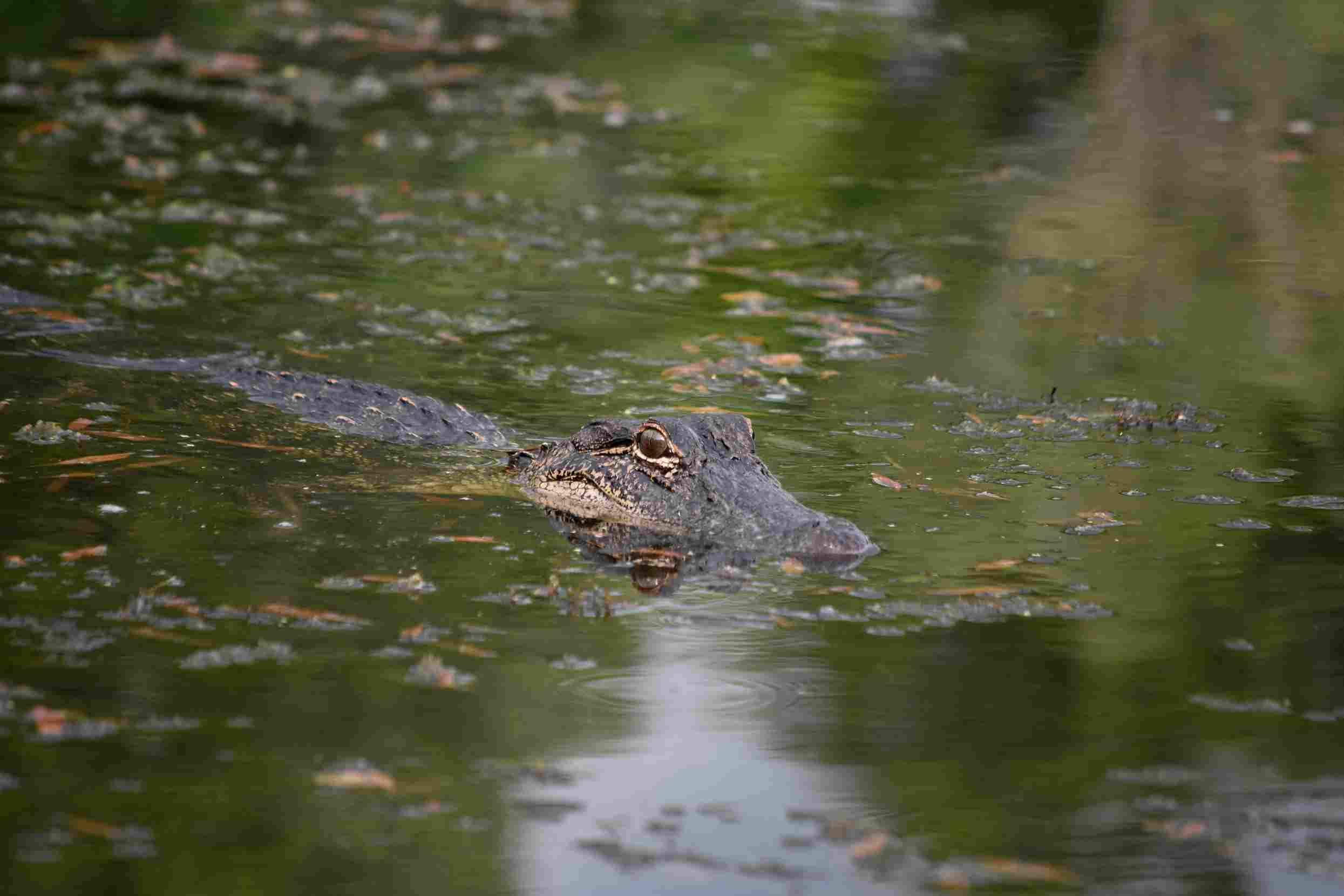 Alligator Tours - Swamp Fever Airboat Adventures
