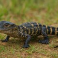 What Is A Baby Alligator Called? Discover Fascinating Facts About These Reptiles