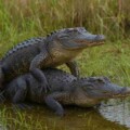 When Is Alligator Mating Season In Florida? Insights And Fun Facts