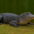 How Long Does An Alligator Live? Fascinating Facts You Need To Know