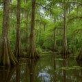 Trees That Grow In Swamps And Their Unique Ecosystem 