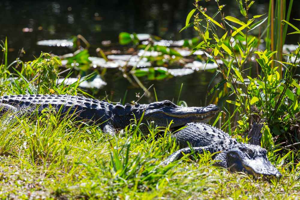 When Is Alligator Mating Season In Florida - Swamp Fever Airboat Adventures
