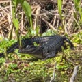 What Is The Best Time Of Year For Gator Tours? 