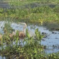 What Wildlife Other Than Gators Can You Spot?