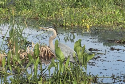 What Wildlife Other Than Gators Can You Spot - Swamp Fever Airboat Adventures