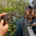 Can I Encounter Baby Gators On A Swamp Tour? 