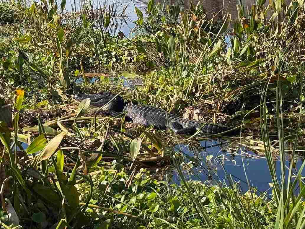 How Close Can You Get To Alligators In Florida - Swamp Fever Airboat Adventures