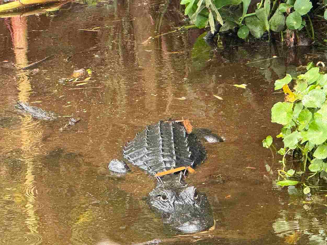 Can I Spot Alligators In Florida Year-Round - Swamp Fever Airboat Adventures