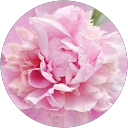 Susan Murphy Profile Picture