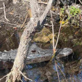 How Do Seasonal Changes Affect Florida Alligator Activity?