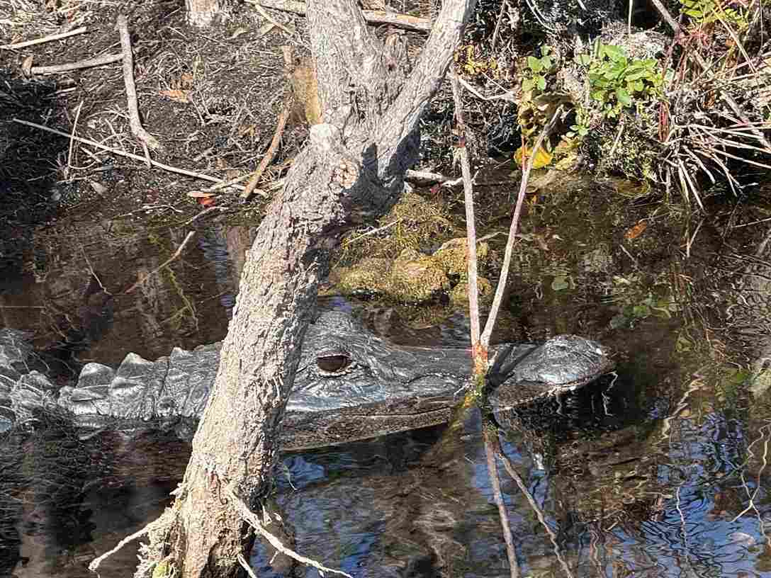 How Do Seasonal Changes Affect Florida Alligator Activity - Swamp Fever Airboat Adventures