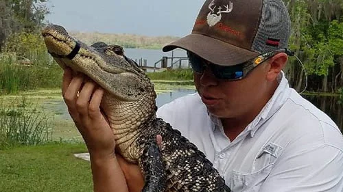 How Long Is An Alligator | Swamp Fever Airboat Adventures