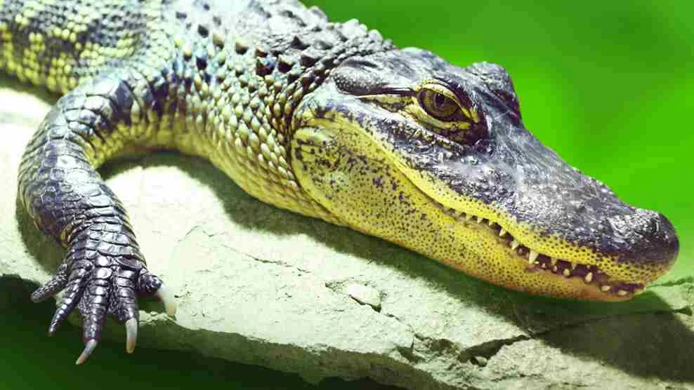 Are Alligators Mammals | Swamp Fever Airboat Adventures