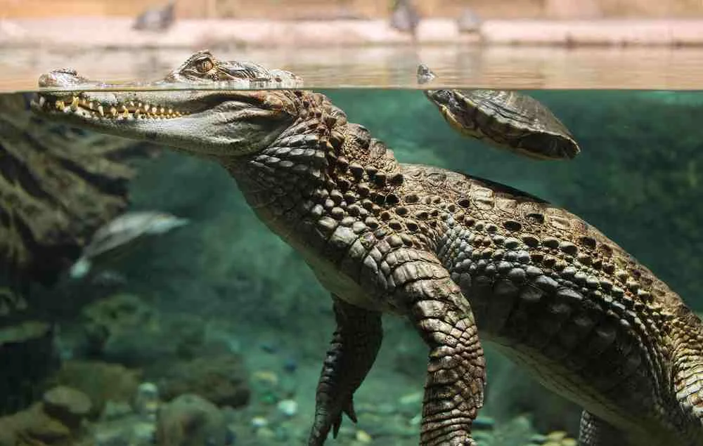 How Fast Do Alligators Swim | Swamp Fever Airboat Adventures