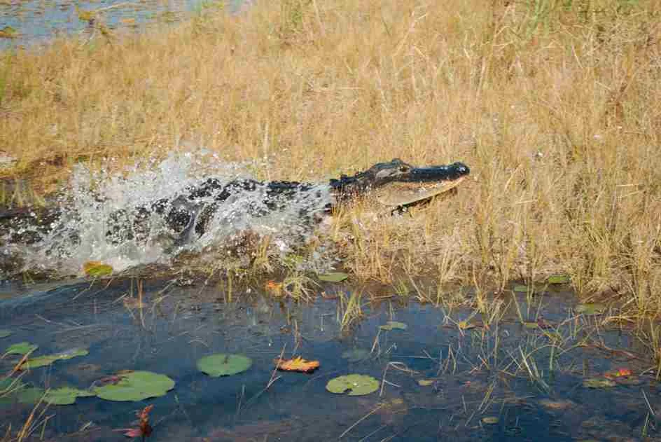 How Fast Are Alligators | Swamp Fever Airboat Adventures