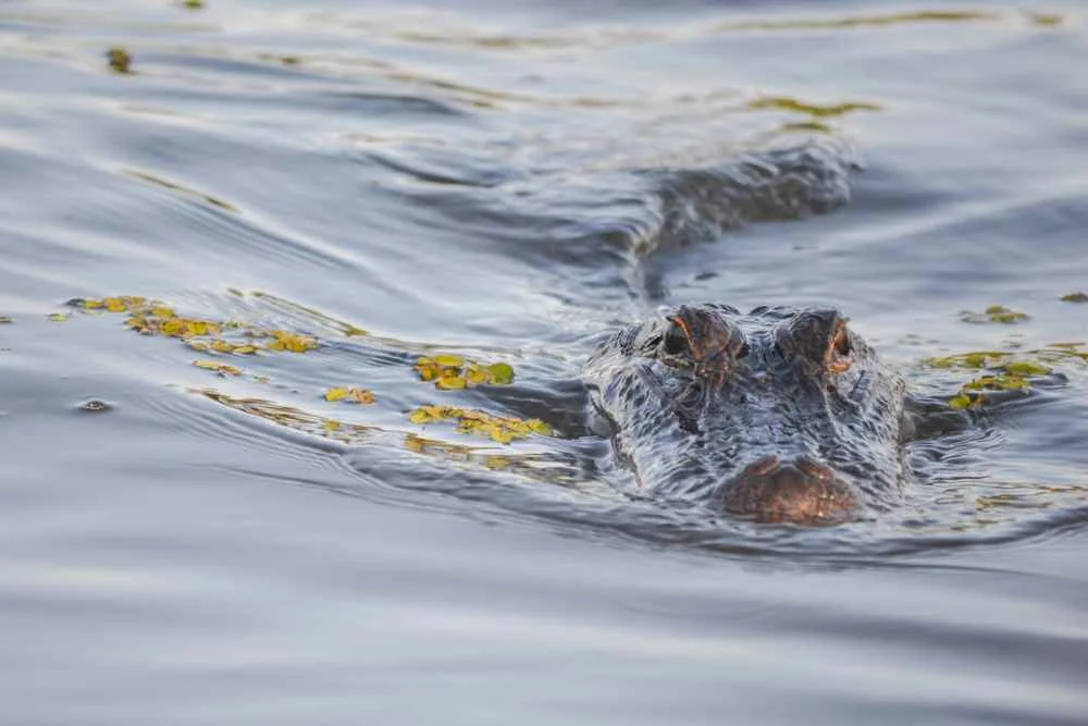 What Are Gators | Swamp Fever Airboat Adventures