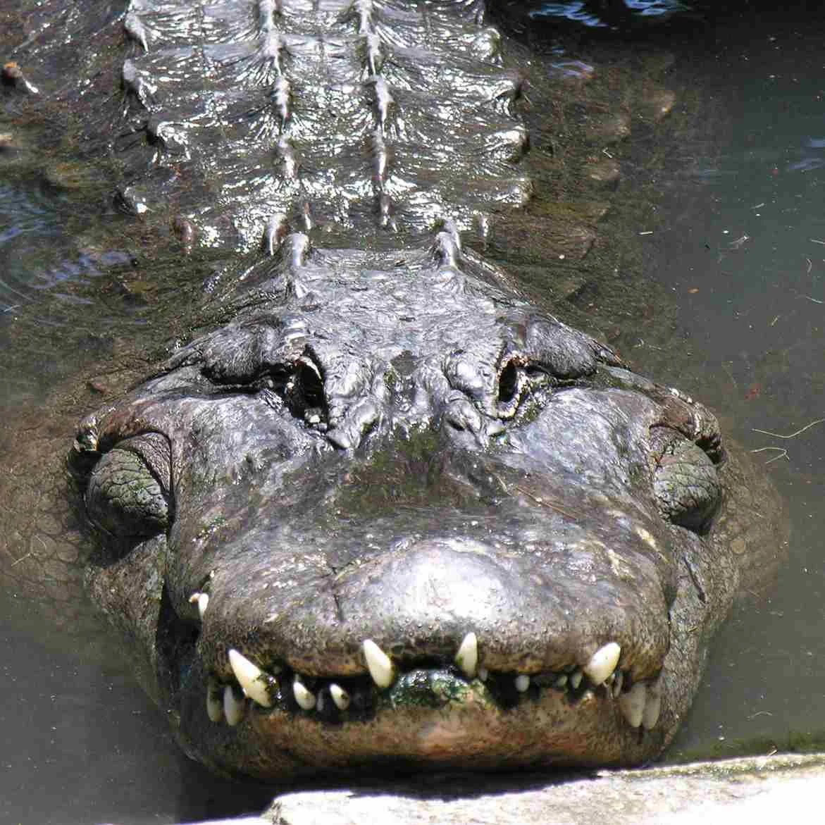 Are Alligators Carnivores - Swamp Fever Airboat Adventures