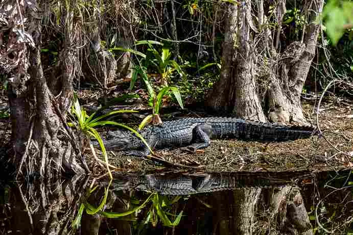 Do Alligators Have Predators | Swamp Fever Airboat Adventures