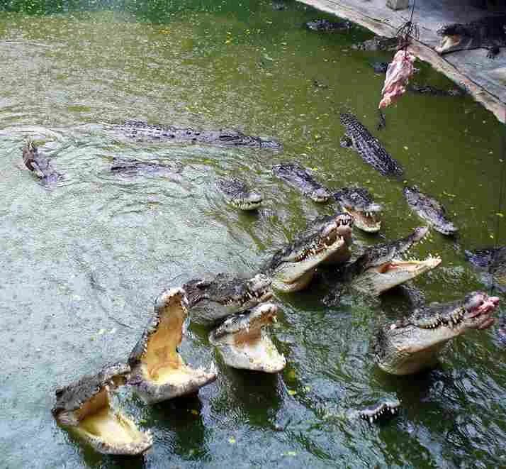 What Do Alligators Eat | Swamp Fever Airboat Adventures
