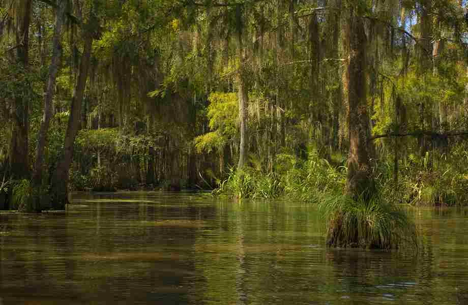 What Is A Swamp | Swamp Fever Airboat Adventures