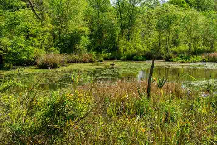 Animals That Live In Swamps | Swamp Fever Airboat Adventures