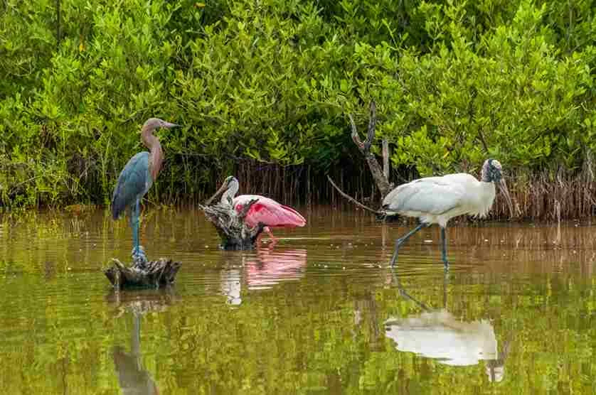 What Animals Live In Wetlands | Swamp Fever Airboat Adventures